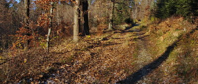 Skrzyżowanie szlaków ↔ Droga Bolka