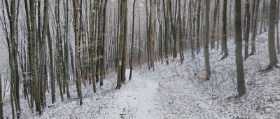 Ścieżka do Łomu Pisarskiego ↔ Skrzyżowanie pod Zamczyskiem