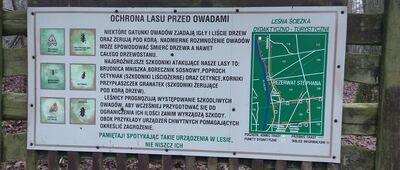 Skrzyżowanie szlaków żółty / czarny ↔ Rozejście szlaków zielony / czarny