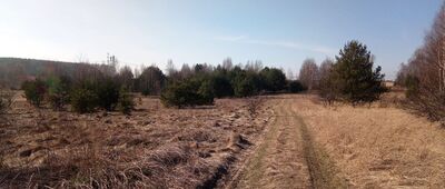 Skrzyżowanie szlaków czerwony / niebieski ↔ Jeziorki, ul. Korczaka [na szlaku]