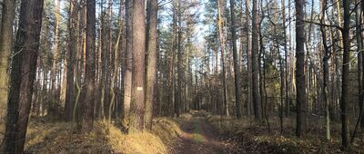 Kobiór, stacja kolejowa ↔ Promnice, rozejście szlaków czerwony / żółty [Łącznik Kobiór - Paprocany]