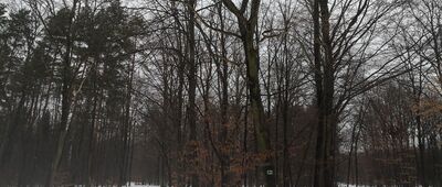 Rozejście szlaków czerwony / zielony / czarny ↔ Przejazd kolejowy Mikołów Jamna [Zakręt na 25-lecia]