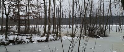 Czarny Staw, rozejście szlaków zielony / czarny ↔ Panewniki, skrzyżowanie przy Czarnym Stawie [Ginące Drzewa]