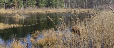 Macierowe Bagno ↔ Stara Miłosna [Czarny Staw]