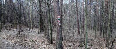 Rezerwat Góra Zborów, początek szlaku czarnego [węzeł szlaków]