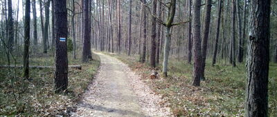 Odejście ścieżki dydaktycznej ↔ Cybulice Duże, granica parku narodowego [W tej części las jest czysty, zielono dookoła nawet o tej porze roku, nawet droga jest zazieleniona.]