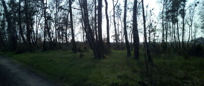 Skrzyżowanie szlaków czerwony / zielony ↔ Kroczewo