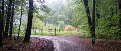 Las Ogoniok [rozejście szlaków w lesie Ogoniok]