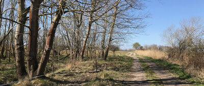 Rozejście szlaków czerwony / czarny ↔ Dźwirzyno