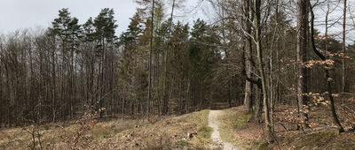 Rozejście szlaków czerwony / żółty ↔ Rozejście szlaków na Krzyżance