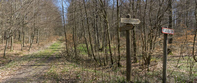 Kukinka ↔ Dojazd pożarowy 25 [Odejście do dębu Warcisław.]