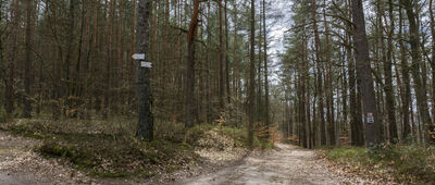 Rozejście szlaków czerwony / zielony ↔ Kamień graniczny [Węzeł szlaków rowerowych.]