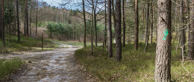 Skrzyżowanie szlaków czerwony / żółty ↔ Rozejście szlaków czerwony / żółty [Zielona stopa oznacza prawdopodobnie ścieżkę spacerową.]