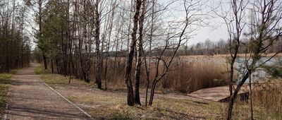 Sosina, las ↔ Zalew Sosina [ścieżka wzdłuż Zalewu Sosina]