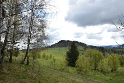 Grzebień 677m