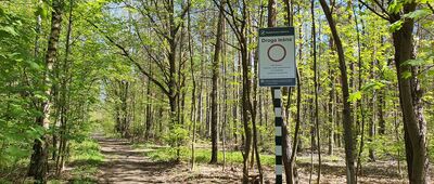 Skrzeszew ↔ Poniatów [Droga leśna część trasy rowerowej MTB wśród dębów]