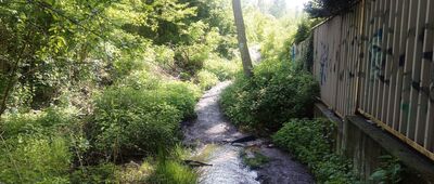 Rezerwat Ochojec ↔ Katowice, ul. Olszynowa [potok Zielny]