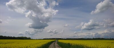 Kraśnik Dolny ↔ Gozdów