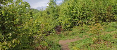 Pichorów ↔ Pichorów, koniec ścieżki edukacyjnej