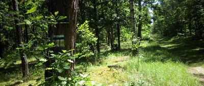 Rozejście szlaków niebieski / żółty ↔ Wólka Zatorska, gajówka