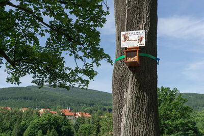 Karmnik dla wiewiórek przy Stacji Kultury.