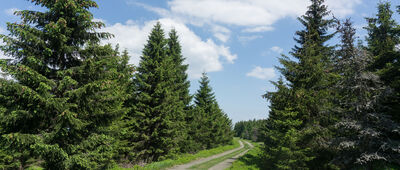 Smědavská hora, silnice ↔ Pramen Bílého potoka