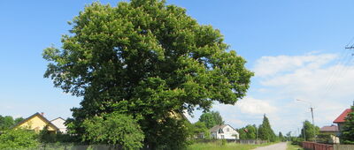 Podskwarne [Kasztan przy szlaku w Podskwarnem]