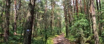 Rozejście szlaków czerwony / niebieski ↔ Rozejście szlaków niebieski / żółty [Szlak między Białym Ługiem a ul. Podkowy]