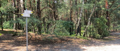 Łysa Góra [Początek szlaku łącznikowego do stacji w Falenicy]