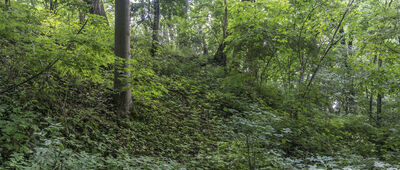 Odejście na skałki ↔ Skałki [Zarośnięte dojście do skałek]