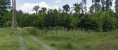 Koźli Kamień ↔ Początek szlaku zielonego [Szlak w tym miejscu skręca w prawo, bez żadnych oznaczeń. Bez mapy można się zgubić. :(]