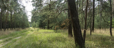 Rozejście szlaków ↔ Stare Biskupice
