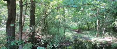 Ostrowik, droga ekspresowa S17 ↔ Sępochów [Na skraju lasu na zachód od Sępochowa (uwaga! teren podmokły)]