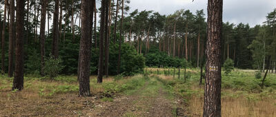 Bledzew, Urząd Gminy ↔ Rozejście szlaków