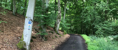 Rozejście szlaków ↔ Górski Młyn