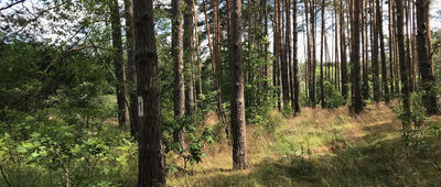 Jarnatów ↔ Trzebów