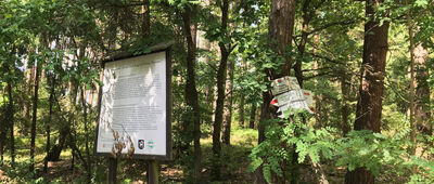 Jezioro Głębokie (Pierwsze) ↔ Rozejście szlaków