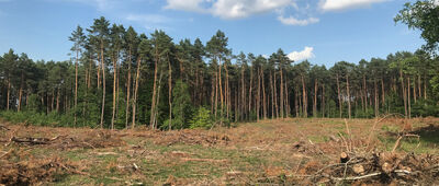 Rozejście szlaków ↔ Rozejście szlaków [Wycięty las na szlaku, możliwe obejście od wschodu drogą dojazdową do jeziora]