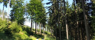 Rozdroże pod Lisimi Skałami ↔ Rozdroże pod Sępią Ławką [Na szlaku]