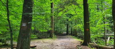 Wąwóz Myśliborski, wsch. ↔ Wąwóz Myśliborski, odejście ścieżki przyrodniczej