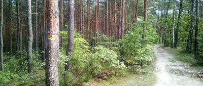 Kamień Piłsudskiego ↔ Rozejście szlaków czerwony / żółty