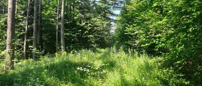 Pracówka ↔ Bosaczka