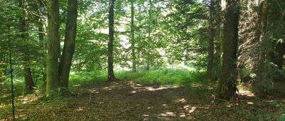 Pracówka ↔ Bosaczka