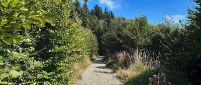 Skrzyżowanie przy Szlaku Białych Serc ↔ Przełęcz Wł. Midowicza [Beskid Mały - czarnym szlakiem z Leskowca do Jagódek]