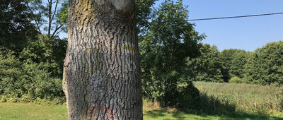 Kursko-Dąbie [Początek szlaku czarnego do Międzyrzecza]