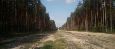 Januszkowa Szczelina