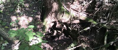 Wapiennik Bordowicza ↔ Dąbrowa Górnicza, stacja Południowa [Jaskinia Mysia]