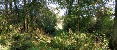 Chodolewo, kanał Kokot ↔ Chodlewo [Miejscami szlak jest trochę zarośnięty i błotnisty, ale da się przejść]