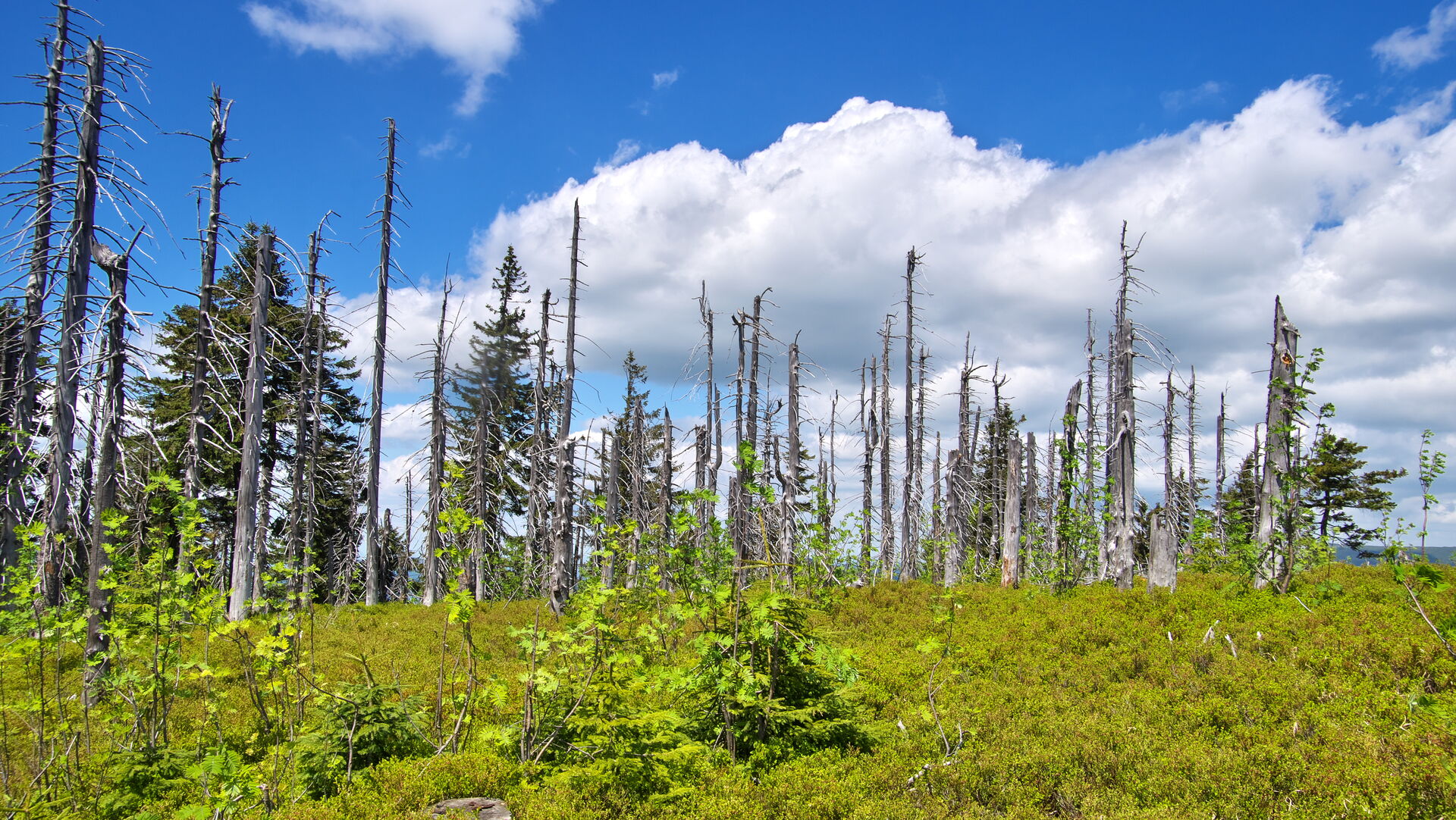 Zdj cie Barania G ra Mapa turystyczna pl