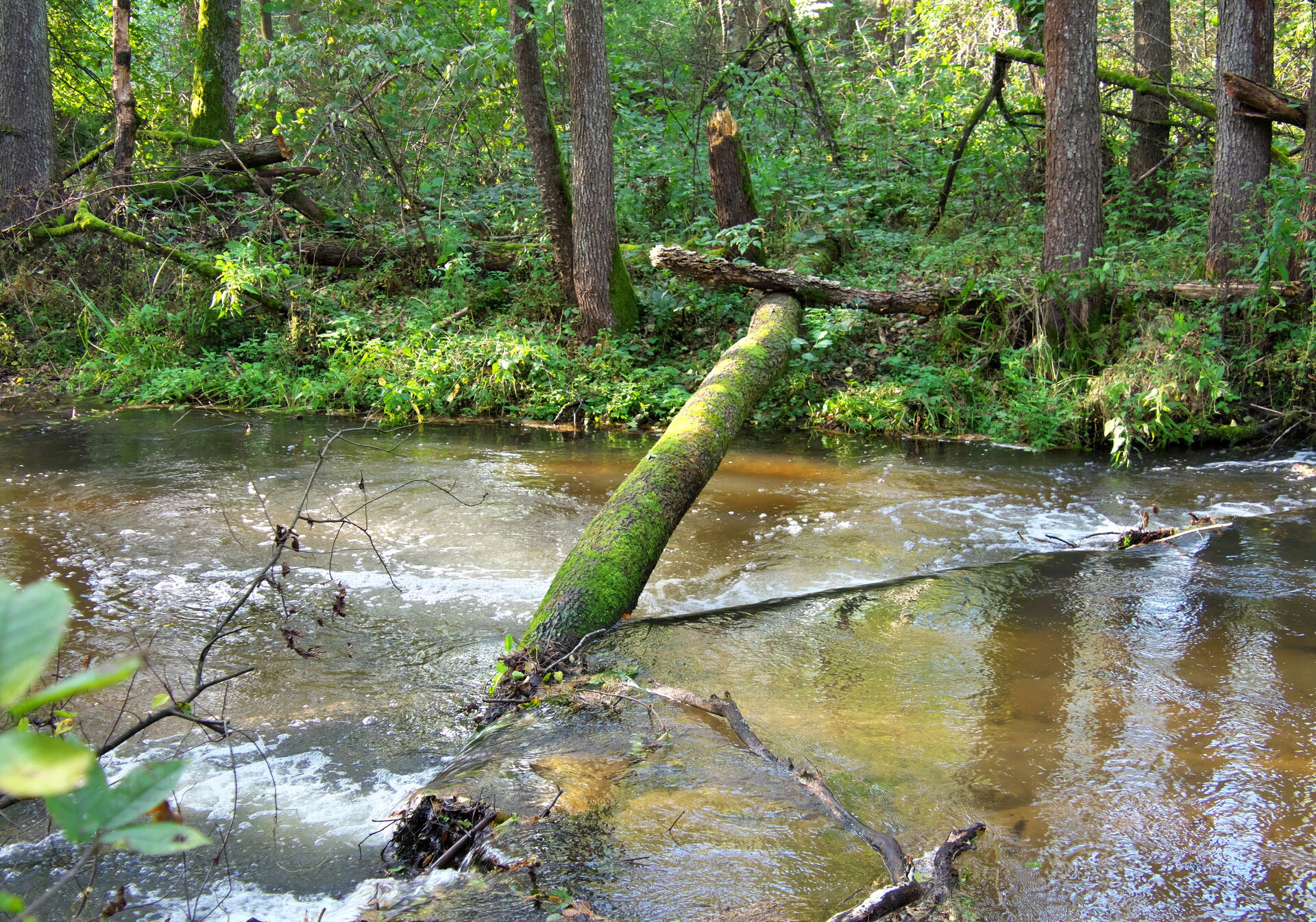 Zdj cie Tanew Mapa turystyczna pl Zdj cie Tanew Mapa turystyczna pl